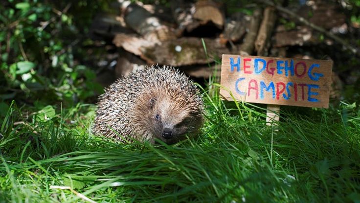 Creating A Wildlife Friendly Garden Rated People Blog