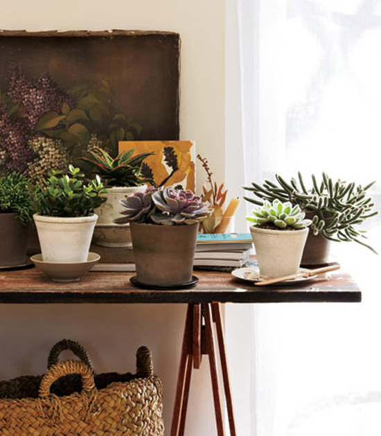 Decorating with House Plants Rated People Blog