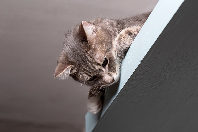 Cat peering from a shelf