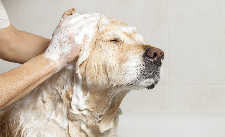 Retriever being washed