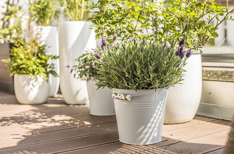 Urban balcony, decorated with potted plants bathed in sunlight. 