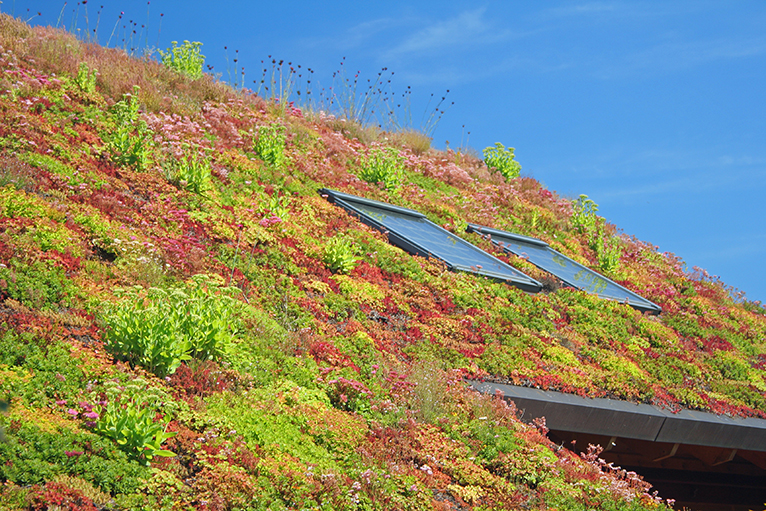 Blending nature and architecture with green roofs