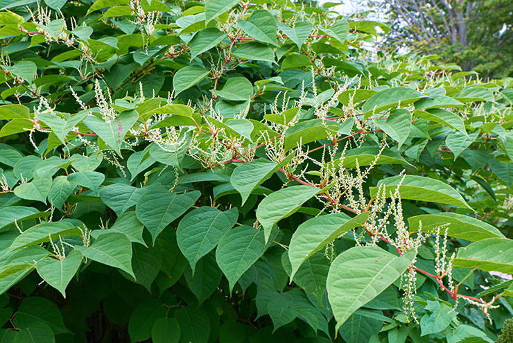 Japanese Knotweed plant growing in garden