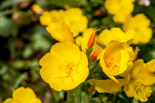 Picture of evening primrose flowers